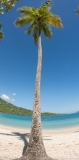 Vertical Pano Palm Tree Meghan's Bay St Thomas_DSC6660-Pano