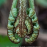 Bracken bud DSC_0171