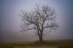 Foggy Tree DSC_0254