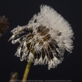 Dandelion dew drops black BG DSC_0275