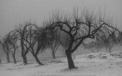 Creepy Trees DSC_0281