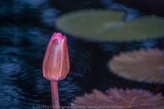 Water Lily BudDSC_0419