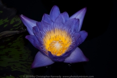 Nymphaea nouchali water Lily flower SC_0432