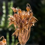 Dried Flowers DSC_0600