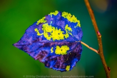 Blue and Yellow Leaf DSC_1087