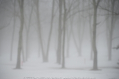 Foggy Copse DSC_1181