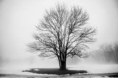 Tree in Snow B&W DSC_1193