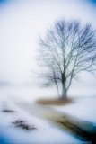 Fuzzy tree by creek in fog and snow DSC_1199