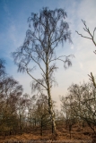 Weeping Birch 1 DSC_1373