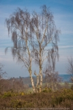 Weeping Birch 2 DSC_1379