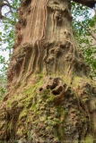 Ancient Tree Trunk DSC_1581