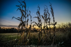 Corn Plants Gone under the Moon DSC_1712