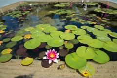 Water Lily Pond SOKA University DSC_3053