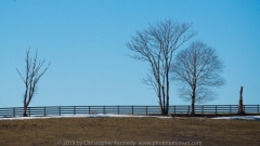 Varied Trees and Fence DSC_4143