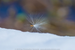 Seed in Snow DSC_5665