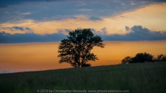 Crazy Sunset Tree DSC_7722